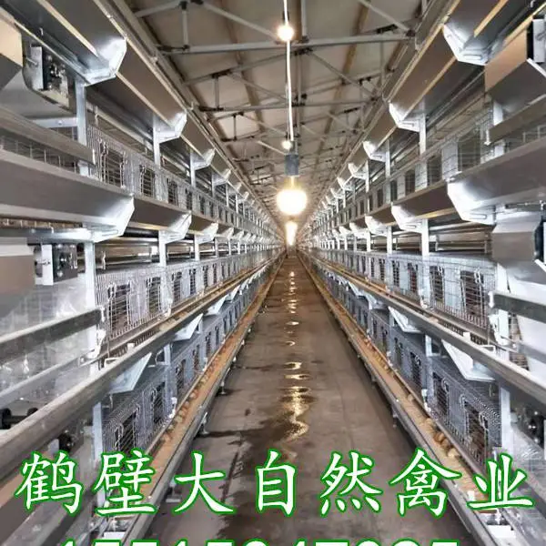 蛋鸡青年鸡养殖,蛋鸡饲养,海兰褐脱温鸡,海兰灰蛋鸡苗