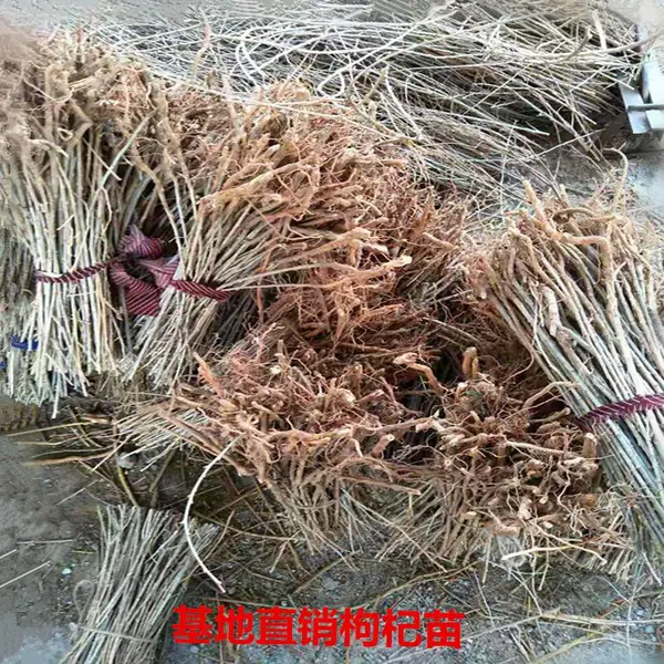 出售枸杞苗好成活枸杞苗种植效益高