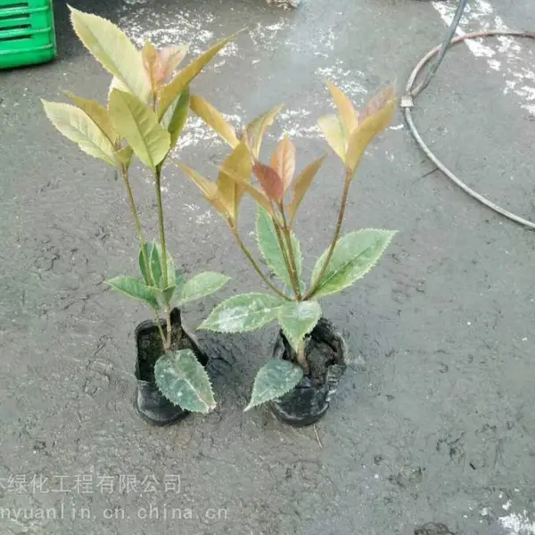 重庆小苗五彩桂工程苗基地,绿化带里的变色龙哦杯苗