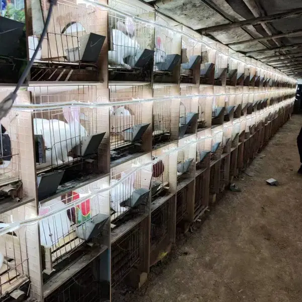 养兔子一年能挣多少钱种兔养殖技术东旺肉兔养殖场