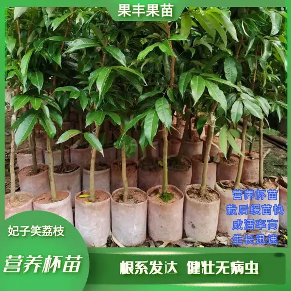 ����Ц��֦�޽ӱ��罡׳�޲���ͼƬ��ֲ��������