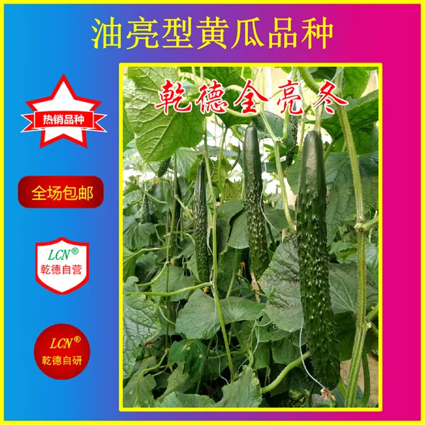 乾德全亮冬、全雌油亮型黄瓜种子、耐寒、产量高黄瓜种子