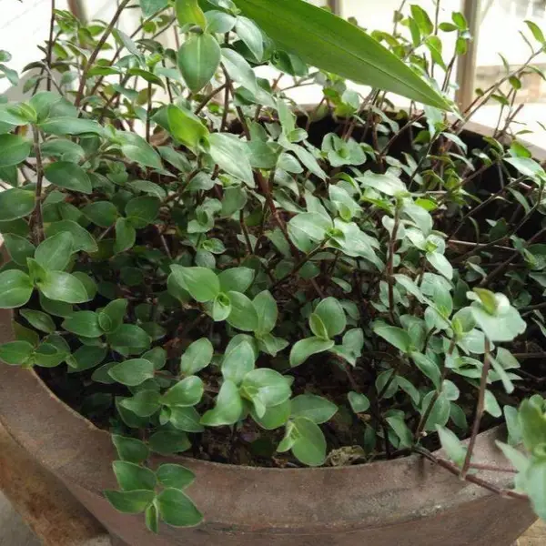 苗圃出售 铺地锦竹草 高成活率 花坛花镜庭院小区园林绿化造景苗