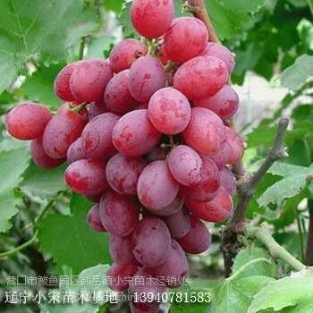 红芭拉多葡萄苗多少钱一株