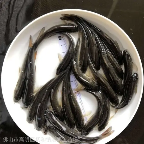 草食性快大草鱼苗_惠州少病害草鱼苗_草鲩鱼苗_支持空运