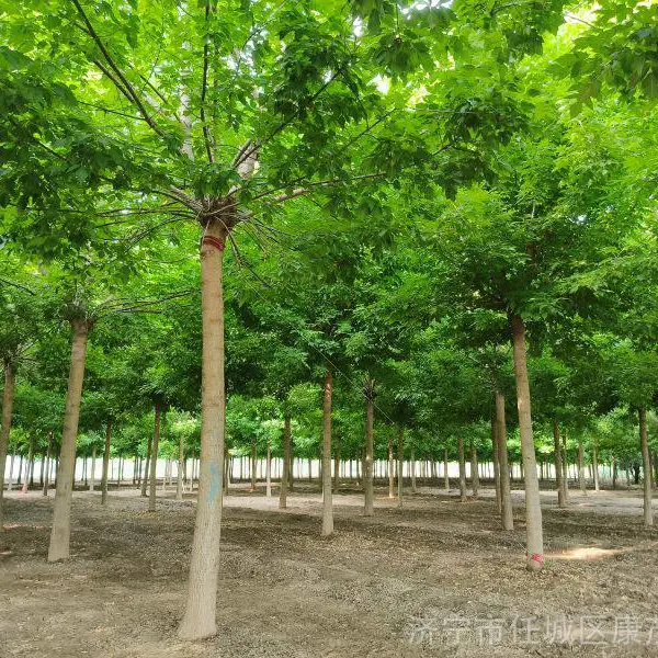 金叶复叶槭,直径18公分金叶复叶槭工程苗,市场价格多少钱