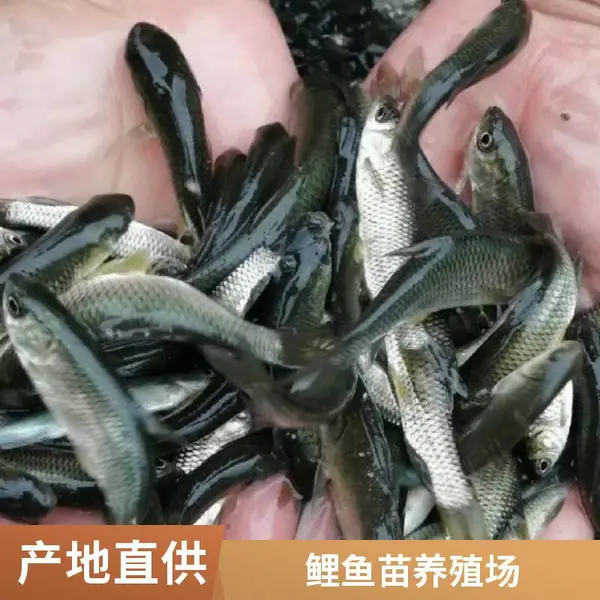 山东泰安本地草鱼苗鲤鱼鱼苗养殖场规格齐全混养模式,健康无病。