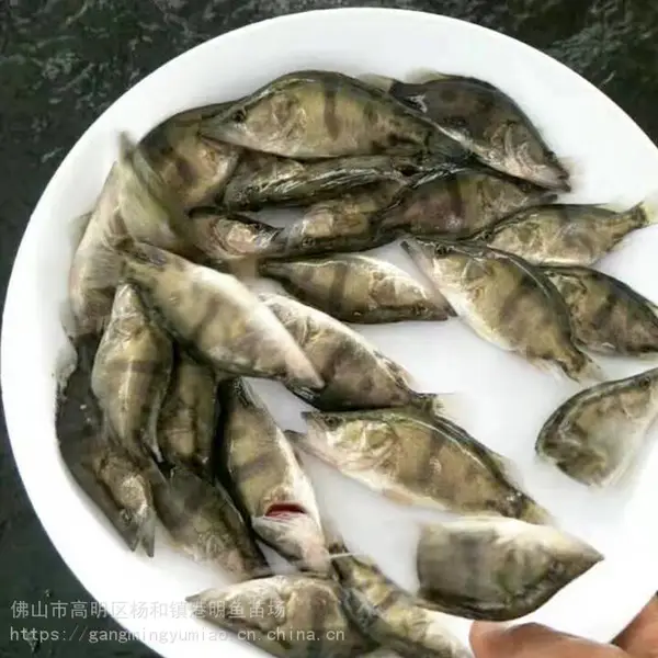 翘嘴鳜鱼苗厂家供应 道孚市水产活体桂花鱼苗出售 水车/顺风车/空运直达