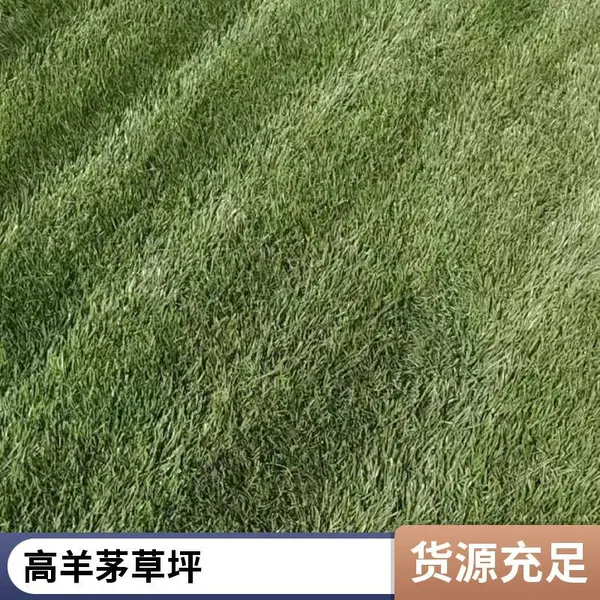 铺装屋顶阳台绿化庭院草坪铺装早熟禾草坪园林绿化施工朝阳