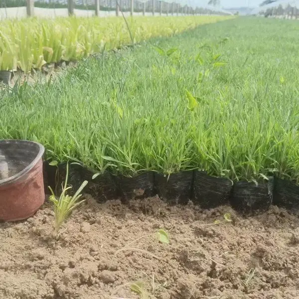 薰衣草 花卉种植 花海景观 公园园林绿化工程苗 禾林
