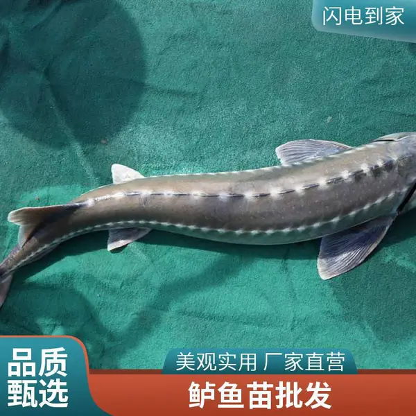 自产自销 潍坊本地鲈鱼苗鲟鱼苗养殖场 鲈鱼寸苗 鲟鱼苗 成活率高