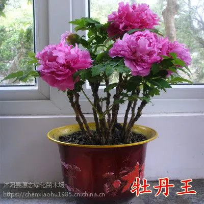 正宗洛阳牡丹花苗盆栽绿植室内室外庭院阳台种植花卉四季开花植物