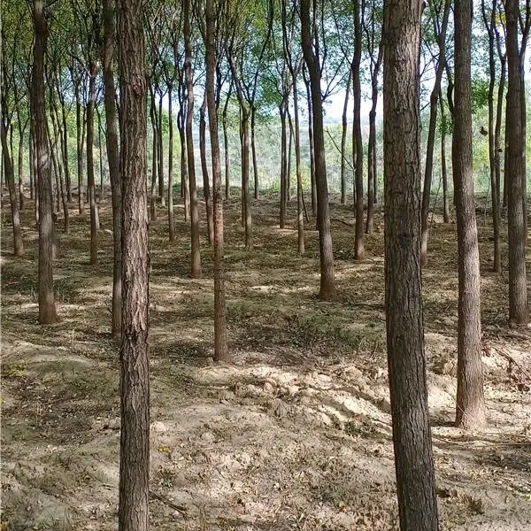 10公分国槐价格=10公分国槐=10公分国槐多钱一棵