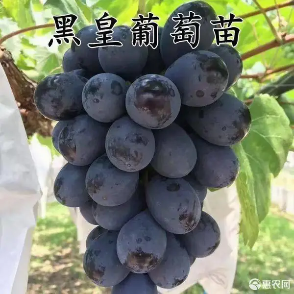 黑皇嫁接葡萄苗BK嫁接葡萄苗基地直发纯度保证