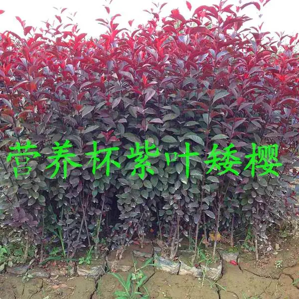 大量出售营养钵紫叶矮樱|陕西紫叶矮樱批发|周至紫叶矮樱苗木直销