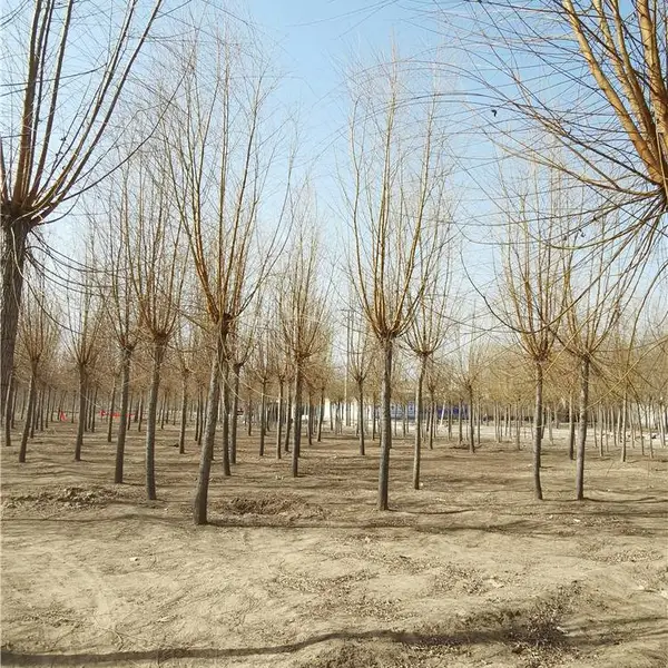 金丝柳基地-黄皮垂柳-绿化种植-开具检疫