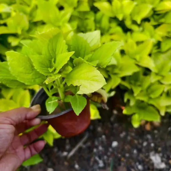 双色盆花卉批售 彩叶草基地 彩叶草工程花苗 彩叶草求购 彩叶草多色