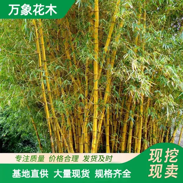 苗圃出售 金镶玉竹 园林庭院造景植物 道路绿化苗