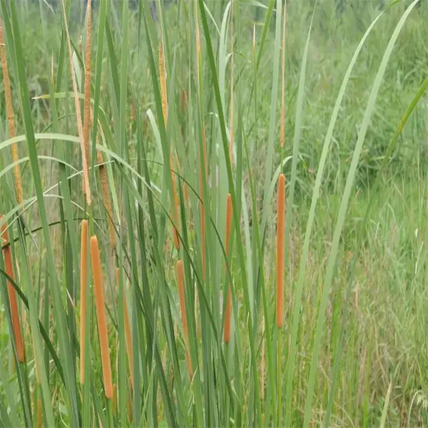 花叶香蒲基地批发 庭院盆栽绿化观赏苗 池塘湖泊湿地种植栽培