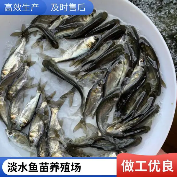 山东泰安本地花鲢苗白鲢鱼苗养殖场专供四大家鱼养殖