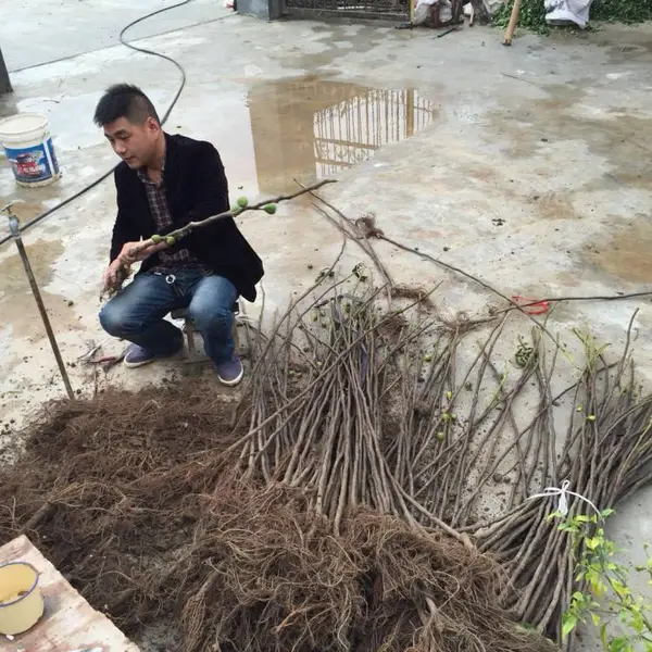 沭阳无花果树苗 盆栽地栽 南方北方种植 当年结果小苗 无花果苗果树苗