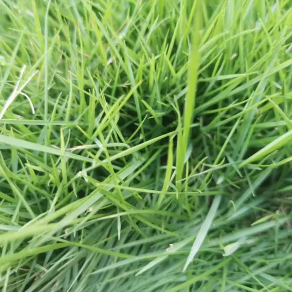 陕西结缕草批发出售 细叶结缕草的工程地被苗价格 结缕草产地