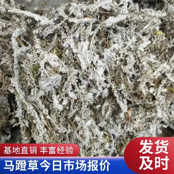 全国供应中药材 过桥草 马蹬草 鹿茸草 岩黄连 水灵芝含量高效果好 产地马蹬草