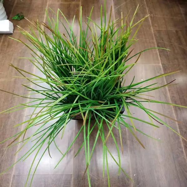 大连仿真娟花 跃杰仿真植物 仿真植物制作厂家