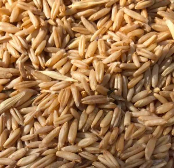 莜麦 燕麦 莜麦籽种 燕麦米 原粮