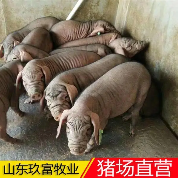 三元仔猪苗求购 三元猪苗价钱 猪场联系方式