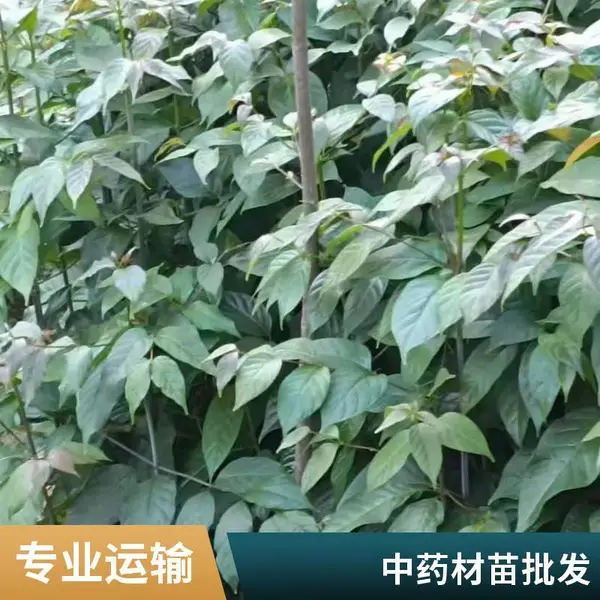 中药材盐夫肤木根批发 专业供应盐肤木根