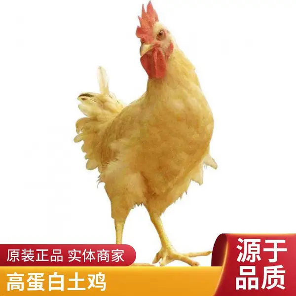 一手三鸟 正宗清 远三黄鸡 高能量 高蛋白质 快速发货