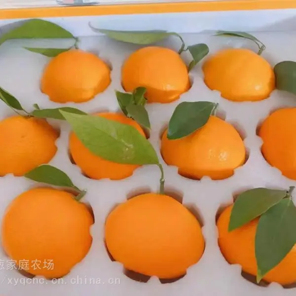 出售水果礼盒,柑橘象山红美人