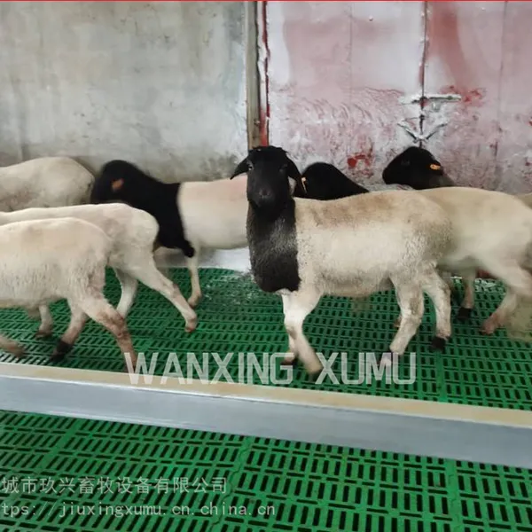 养羊漏粪地板60x50cm羊圈板塑料羊床图片实用干净不卡羊腿漏粪板