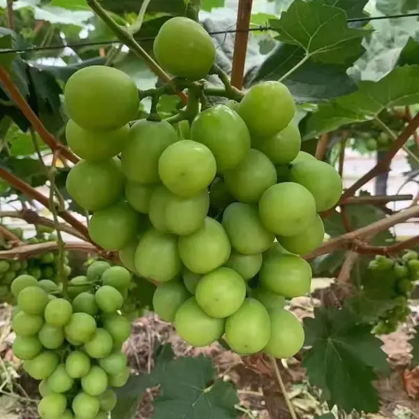 �� ��ˮ���� �������� �ŷ�������������� ���ӹ� Ӧ�Ƶ�ʳ�õ�λ