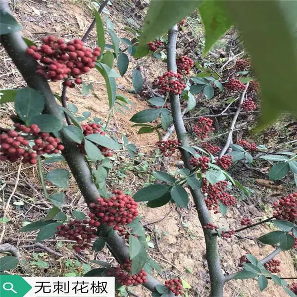�������޴̻����� ��ũ �����繩Ӧ�� 2�������������Ǯ