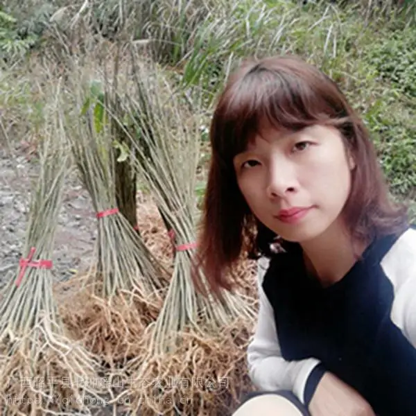 黄花倒水莲 观音串苗 直供基地