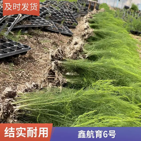 鑫航育 6 号芦笋种子 北京怀柔密云批发 无性系杂交一代京北种植芦笋种