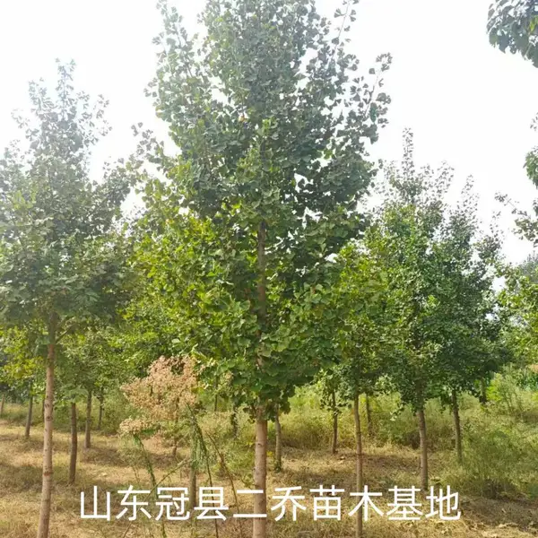 10公分至15公分银杏树,聊城原生冠银杏树基地,银杏树产地上车价格,山东聊城银杏树