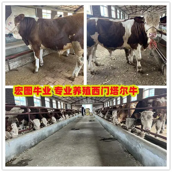 6之7个月 西门塔尔四代母牛 市场价多少