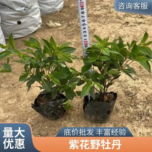 园林基地批发巴西野牡丹 室外盆栽花卉 基地精选产品 庭院绿化