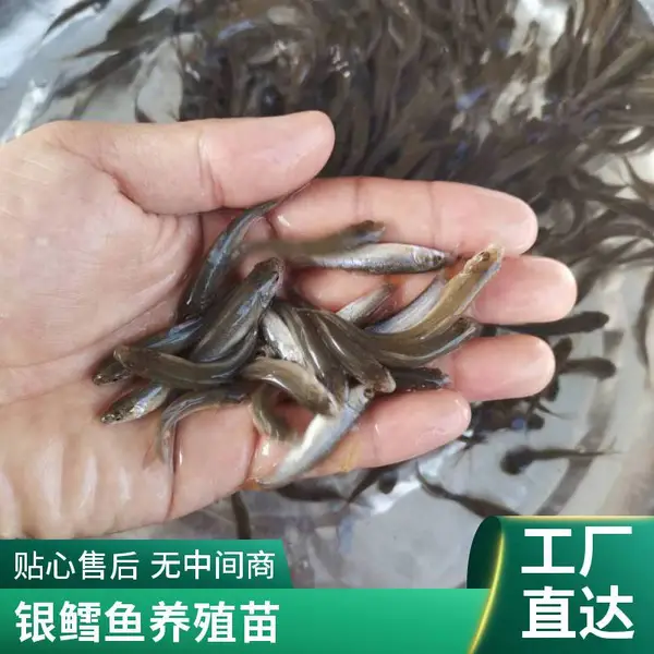 大鳞鲃鱼苗淡水银鳕鱼苗 草食鱼苗 降低养殖成本