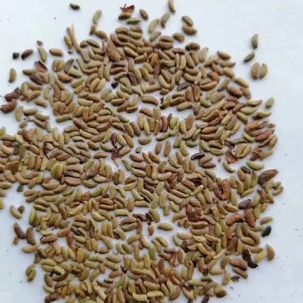 高羊茅护坡红蓼种子千鸟草花籽落羽杉加拿利海枣