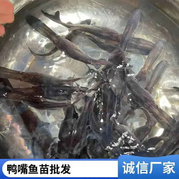 港发水产 淡水养殖鸭嘴鱼苗 全国汽运空运 保障成活