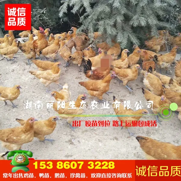 黄毛乌鸡苗雪峰乌鸡金凤凰鸡苗包打疫苗
