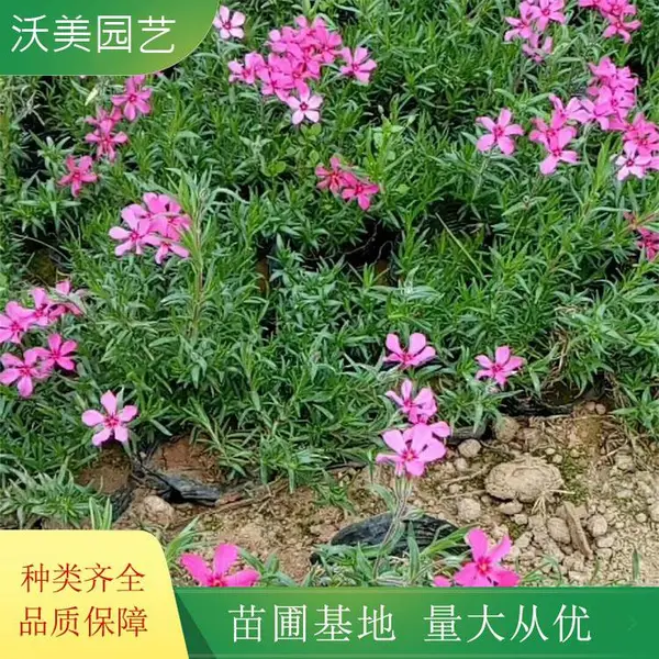 沃美园艺出售 丛生福禄考小苗 绿化造景色块观赏工程苗