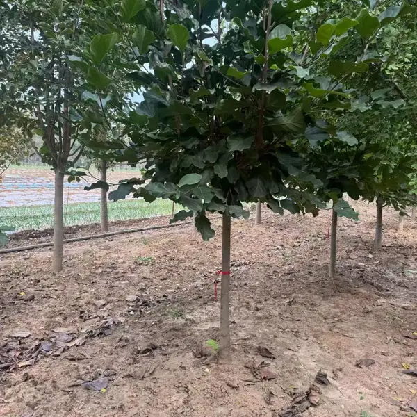 山东聊城白玉兰种植基地批发供应,9公分红玉兰树苗厂家装车价格,玉兰树苗产地供应商报价
