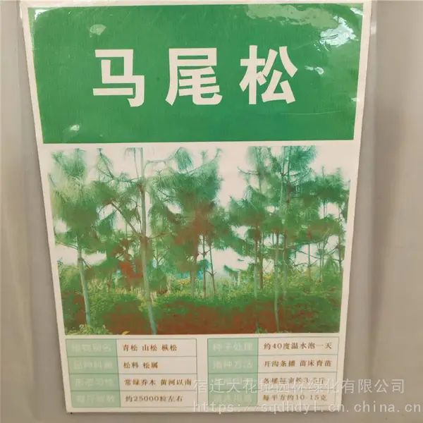 优质新采摘林木种子 马尾松种子 发芽*** 价格便宜 ***