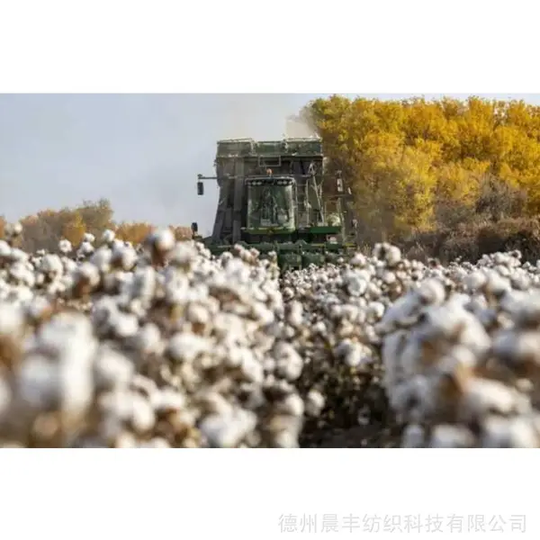 BCI良好棉纱线 晨丰纺织 生产BCI棉纱 可提供BCI BCP证书