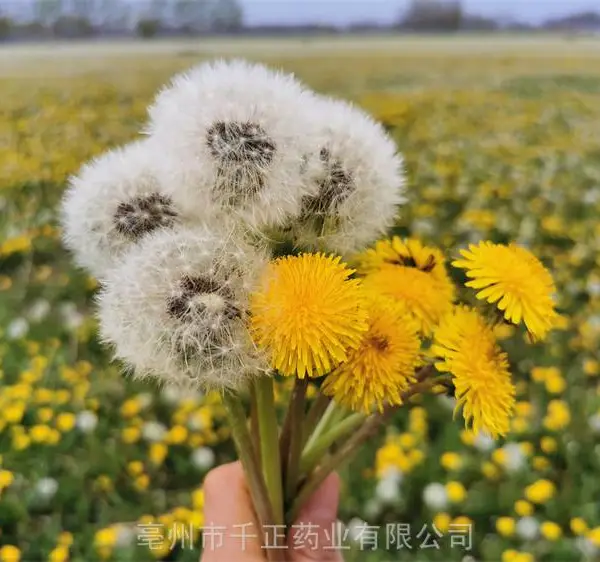 �����Ŷ����ӣ��ѹ�Ӣ�����������ѹ�Ӣ������۸�